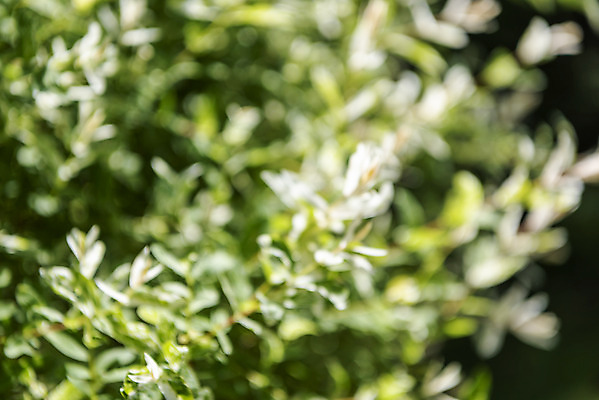 포토 JPG 주간 백그라운드 잎 자연 풍경 사람없음 야외 아웃포커스 경기도 가평 국내포토 자연요소 식물 한국 촬영기법 생태계 파일형식