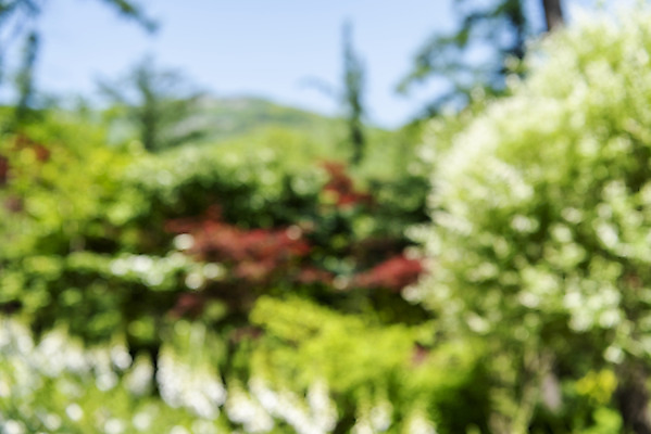 포토 JPG 주간 백그라운드 자연 풍경 사람없음 야외 아웃포커스 경기도 가평 국내포토 자연요소 한국 촬영기법 생태계 파일형식