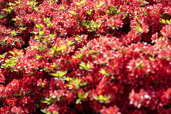 포토 JPG 주간 백그라운드 자연 풍경 사람없음 야외 아웃포커스 철쭉 경기도 가평 국내포토 자연요소 꽃 한국 촬영기법 생태계 파일형식