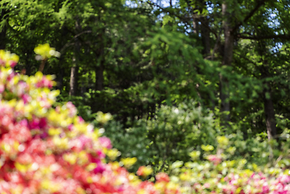 포토 JPG 주간 나무 백그라운드 자연 나뭇잎 풍경 사람없음 야외 아웃포커스 경기도 가평 국내포토 자연요소 식물 잎 한국 촬영기법 생태계 파일형식