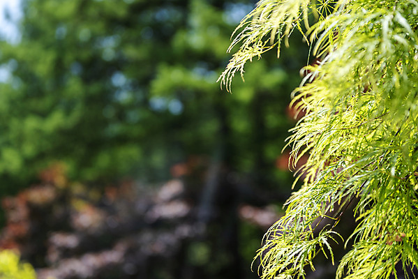 포토 JPG 주간 백그라운드 자연 나뭇잎 풍경 사람없음 야외 아웃포커스 경기도 가평 국내포토 자연요소 잎 한국 촬영기법 생태계 파일형식