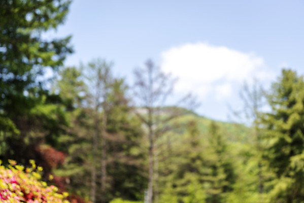 포토 JPG 주간 나무 구름 백그라운드 자연 하늘 풍경 사람없음 야외 아웃포커스 경기도 가평 국내포토 자연요소 식물 한국 촬영기법 생태계 파일형식