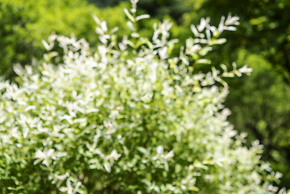포토 JPG 주간 백그라운드 잎 자연 풍경 사람없음 야외 아웃포커스 경기도 가평 국내포토 자연요소 식물 한국 촬영기법 생태계 파일형식
