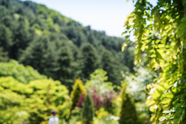 포토 JPG 주간 나무 백그라운드 자연 나뭇잎 산 풍경 사람없음 야외 아웃포커스 경기도 가평 국내포토 자연요소 식물 잎 한국 촬영기법 생태계 파일형식