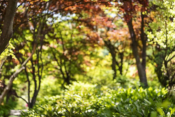 포토 JPG 주간 백그라운드 자연 단풍나무 풍경 사람없음 야외 아웃포커스 경기도 가평 국내포토 자연요소 나무 단풍 한국 촬영기법 생태계 파일형식
