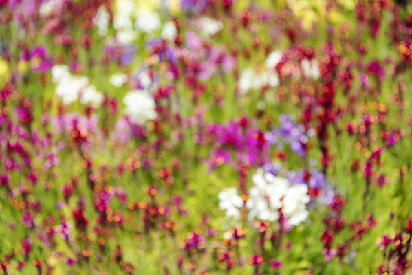 포토 JPG 주간 백그라운드 꽃밭 자연 풍경 사람없음 야외 아웃포커스 경기도 가평 국내포토 자연요소 꽃 한국 촬영기법 생태계 파일형식