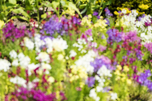 포토 JPG 주간 백그라운드 꽃밭 자연 풍경 사람없음 야외 아웃포커스 경기도 가평 국내포토 자연요소 꽃 한국 촬영기법 생태계 파일형식