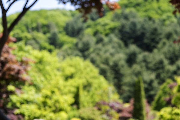 포토 JPG 주간 백그라운드 자연 나뭇잎 풍경 사람없음 야외 아웃포커스 경기도 가평 국내포토 자연요소 잎 한국 촬영기법 생태계 파일형식