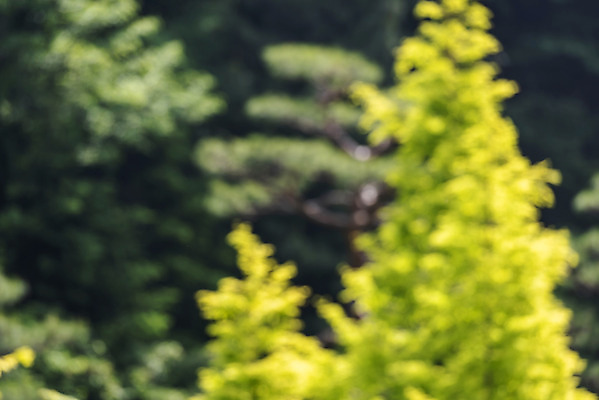 포토 JPG 주간 나무 백그라운드 자연 나뭇잎 풍경 사람없음 야외 아웃포커스 경기도 가평 국내포토 자연요소 식물 잎 한국 촬영기법 생태계 파일형식