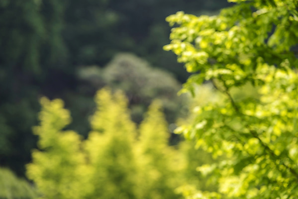 포토 JPG 주간 백그라운드 자연 나뭇잎 풍경 사람없음 야외 아웃포커스 경기도 가평 국내포토 자연요소 잎 한국 촬영기법 생태계 파일형식
