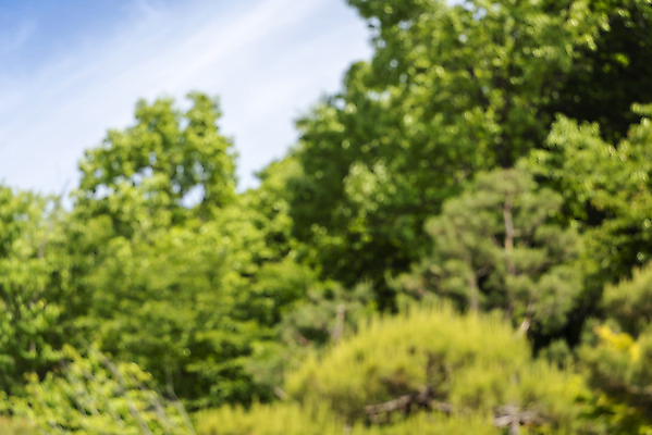 포토 JPG 주간 나무 백그라운드 자연 나뭇잎 풍경 사람없음 야외 아웃포커스 경기도 가평 국내포토 자연요소 식물 잎 한국 촬영기법 생태계 파일형식