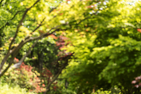 포토 JPG 주간 나무 백그라운드 자연 나뭇잎 풍경 사람없음 야외 아웃포커스 경기도 가평 국내포토 자연요소 식물 잎 한국 촬영기법 생태계 파일형식