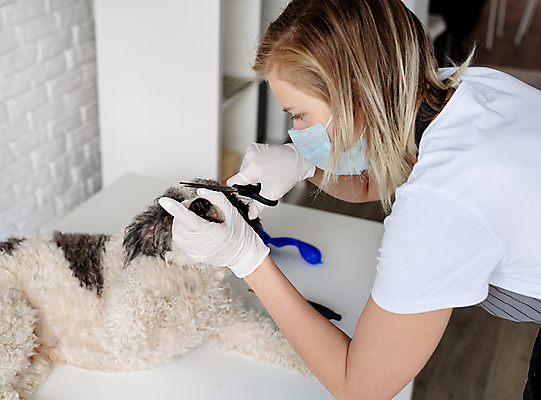 포토 JPG 해외이미지 백인 한마리 손 장갑 탁자 주택 실내 마스크 한명 들기 상반신 성인 옆모습 앞치마 강아지 자르기 미용가위 애견미용 애견미용사 성인여자한명만 믹스견 해외포토 서양인 1 잡화 뷰포인트 가구 모션 가위_도구 사람 내부 건물 신체부위 반려동물 뷰티 미용용품 개 미용사 여자한명만 성인여자만 파일형식