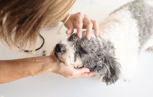 포토 JPG 해외이미지 백인 한마리 손 탁자 주택 실내 한명 성인 뒷모습 앞치마 만지기 강아지 자르기 애견미용 애견미용사 성인여자한명만 믹스견 해외포토 서양인 1 뷰포인트 가구 모션 사람 내부 건물 신체부위 반려동물 뷰티 개 미용사 여자한명만 성인여자만 파일형식