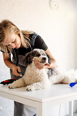 포토 JPG 해외이미지 백인 한마리 손 응시 탁자 주택 실내 한명 들기 상반신 성인 앞모습 아웃포커스 앞치마 강아지 자르기 애견미용 애견미용사 애견빗 성인여자한명만 믹스견 해외포토 서양인 1 시선 뷰포인트 가구 모션 촬영기법 사람 내부 건물 신체부위 반려동물 뷰티 개 미용사 애견용품 여자한명만 성인여자만 파일형식