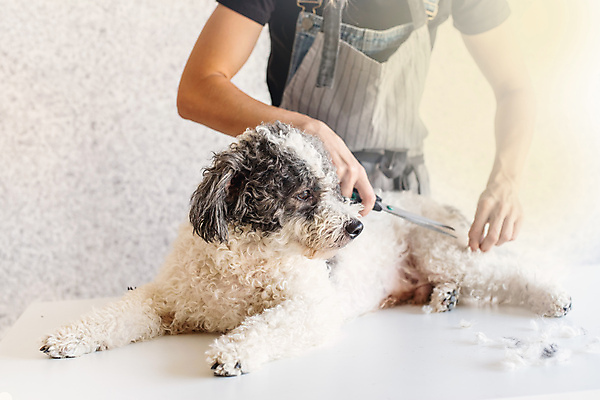 포토 JPG 해외이미지 백인 한마리 손 탁자 주택 실내 한명 들기 상반신 성인 앞모습 아웃포커스 앞치마 강아지 자르기 미용가위 애견미용 애견미용사 성인여자한명만 믹스견 해외포토 서양인 1 뷰포인트 가구 모션 가위_도구 촬영기법 사람 내부 건물 신체부위 반려동물 뷰티 미용용품 개 미용사 여자한명만 성인여자만 파일형식