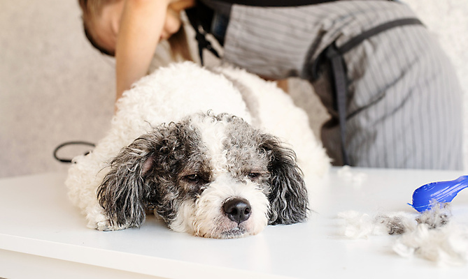 포토 JPG 해외이미지 백인 한마리 손 탁자 주택 털 실내 한명 상반신 성인 옆모습 아웃포커스 앞치마 강아지 자르기 애견미용 애견미용사 성인여자한명만 믹스견 해외포토 서양인 1 뷰포인트 가구 모션 촬영기법 사람 내부 건물 신체부위 반려동물 뷰티 개 미용사 여자한명만 성인여자만 파일형식