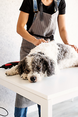 포토 JPG 해외이미지 백인 한마리 손 탁자 주택 실내 한명 들기 상반신 성인 옆모습 아웃포커스 앞치마 강아지 자르기 바리깡 애견미용 애견미용사 성인여자한명만 믹스견 해외포토 서양인 1 뷰포인트 가구 모션 촬영기법 사람 내부 건물 신체부위 반려동물 뷰티 개 미용사 여자한명만 성인여자만 파일형식