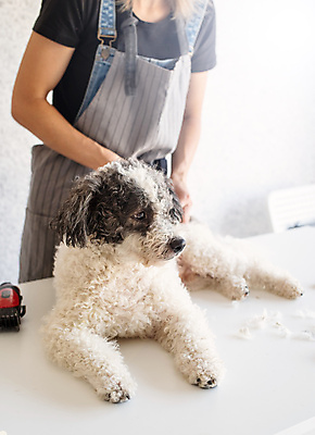 포토 JPG 해외이미지 백인 한마리 손 탁자 주택 실내 한명 서기 상반신 성인 옆모습 아웃포커스 앞치마 강아지 자르기 애견미용 애견미용사 성인여자한명만 믹스견 해외포토 서양인 1 뷰포인트 가구 모션 촬영기법 사람 내부 건물 신체부위 반려동물 뷰티 개 미용사 여자한명만 성인여자만 파일형식