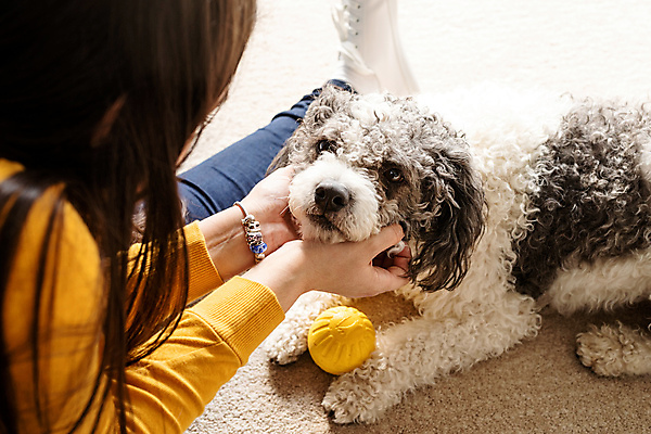 포토 JPG 해외이미지 백인 한마리 여자 공 놀이 주택 실내 한명 상반신 성인 뒷모습 카펫 강아지 성인여자한명만 쓰다듬기 믹스견 해외포토 서양인 1 뷰포인트 모션 사람 내부 건물 반려동물 개 여자한명만 성인여자만 파일형식