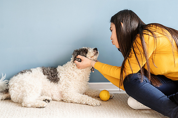 포토 JPG 해외이미지 백인 한마리 여자 공 놀이 주택 실내 한명 성인 옆모습 카펫 만지기 강아지 가부좌 성인여자한명만 믹스견 해외포토 서양인 1 뷰포인트 모션 사람 앉기 내부 건물 반려동물 개 여자한명만 성인여자만 파일형식