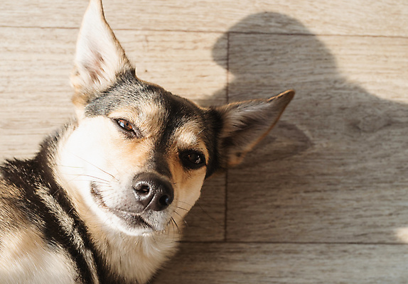 포토 JPG 해외이미지 한마리 주택 실내 그림자 사람없음 강아지 나무배경 믹스견 해외포토 1 백그라운드 내부 건물 반려동물 개 파일형식