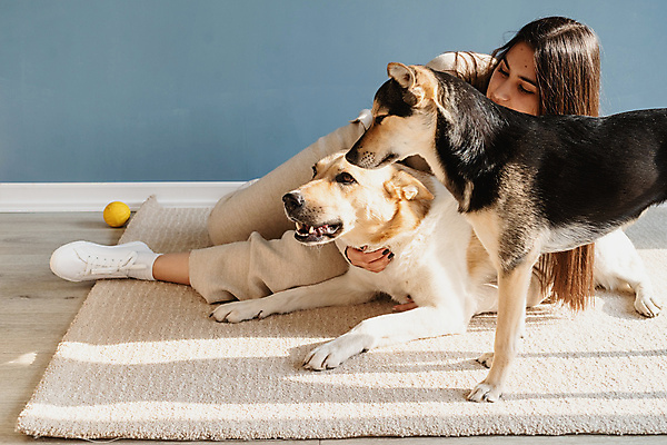 포토 JPG 해외이미지 전신 백인 응시 여자 두마리 안기 놀이 주택 실내 한명 앉기 성인 옆모습 카펫 강아지 성인여자한명만 믹스견 해외포토 서양인 1 시선 뷰포인트 2 모션 사람 내부 건물 반려동물 개 여자한명만 성인여자만 파일형식