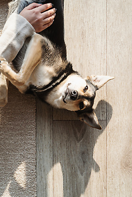 포토 JPG 해외이미지 한마리 손 놀이 주택 실내 그림자 신체부위 하이앵글 강아지 쓰다듬기 나무배경 믹스견 해외포토 1 뷰포인트 백그라운드 모션 사람 내부 건물 반려동물 개 파일형식