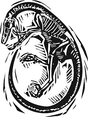 EPS 해외이미지 일러스트 사람없음 검은색 화석 벨로키랍토르 해외202004 해외일러스트 컬러 공룡 파일형식 벡터