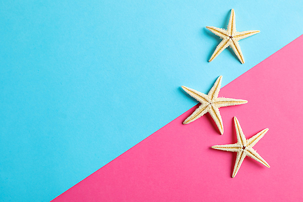 포토 JPG 해외이미지 불가사리 사람없음 하이앵글 오브젝트 파란배경 해외포토 뷰포인트 백그라운드 극피동물 파란색 파일형식