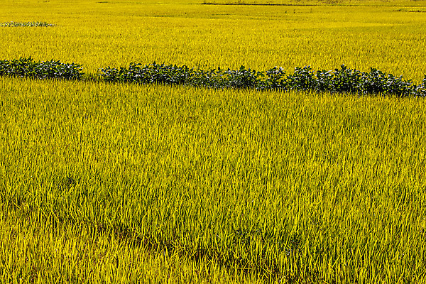 포토 JPG 주간 논 풍경 사람없음 야외 벼 경상북도 벼농사 영주 국내포토 자연요소 농업 곡류 농사 경상도 파일형식