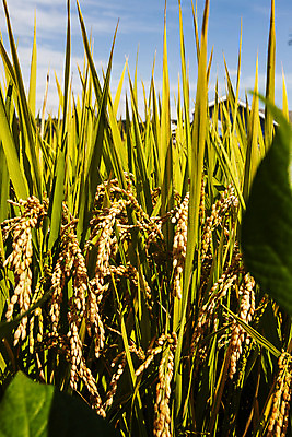 포토 JPG 주간 논 풍경 사람없음 야외 벼 경상북도 벼농사 영주 국내포토 자연요소 농업 곡류 농사 경상도 파일형식