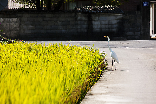포토 JPG 주간 한마리 논 풍경 사람없음 야외 벼 경상북도 아스팔트길 영주 국내포토 자연요소 1 길 농업 곡류 경상도 파일형식