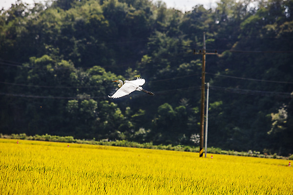 포토 JPG 주간 한마리 논 풍경 사람없음 야외 벼 비행 경상북도 영주 국내포토 자연요소 1 농업 곡류 경상도 파일형식