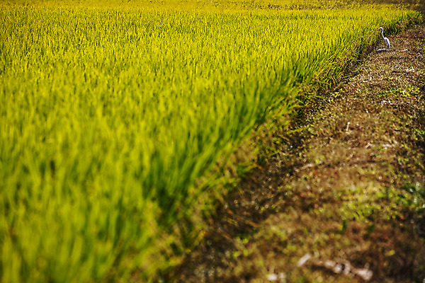 포토 JPG 주간 논 풍경 사람없음 야외 흙 벼 경상북도 벼농사 영주 국내포토 자연요소 농업 곡류 농사 경상도 파일형식