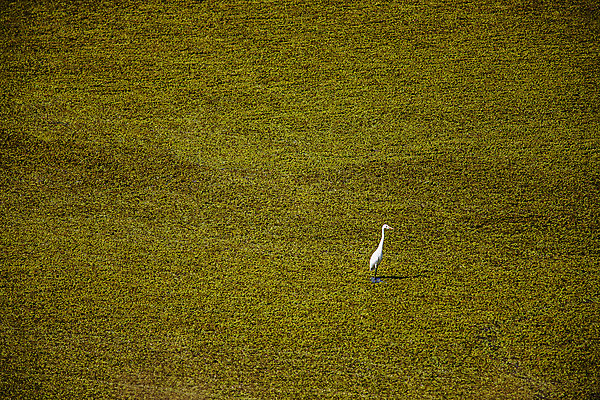 포토 JPG 주간 한마리 자연 풍경 사람없음 야외 습지 경상남도 우포늪 창녕 국내포토 자연요소 1 경상도 생태계 파일형식