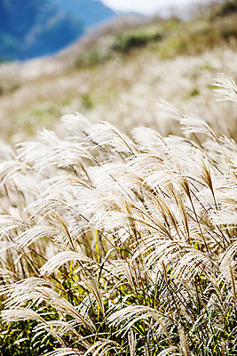 포토 JPG 주간 산 풍경 사람없음 야외 아웃포커스 경상남도 억새 창녕 국내포토 자연요소 식물 촬영기법 경상도 파일형식