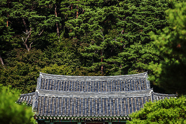 포토 JPG 주간 나무 풍경 사람없음 야외 숲 기와지붕 광주 포충사 국내포토 자연요소 식물 지붕 한국 기와 사찰 파일형식