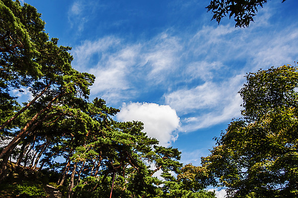 포토 JPG 주간 구름 하늘 풍경 사람없음 야외 소나무 광주 소나무숲 포충사 국내포토 자연요소 나무 한국 사찰 숲 파일형식