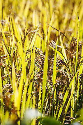 포토 JPG 주간 풍경 사람없음 야외 아웃포커스 벼 가을 광주 포충사 국내포토 자연요소 계절 곡류 한국 촬영기법 사찰 파일형식