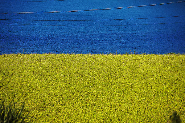 포토 JPG 주간 바다 섬 논 풍경 사람없음 야외 벼 전라남도 남해 국내포토 자연요소 농업 곡류 전라도 파일형식