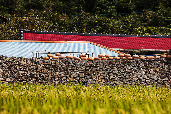 포토 JPG 주간 바다 섬 호박 논 돌담 풍경 사람없음 야외 쌓기 벼 전라남도 남해 국내포토 자연요소 농업 채소 모션 곡류 담장 돌_바위 전라도 파일형식