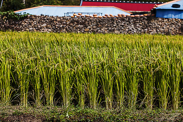포토 JPG 주간 섬 논 돌담 풍경 사람없음 야외 아웃포커스 벼 전라남도 남해 국내포토 자연요소 바다 농업 곡류 촬영기법 담장 돌_바위 전라도 파일형식