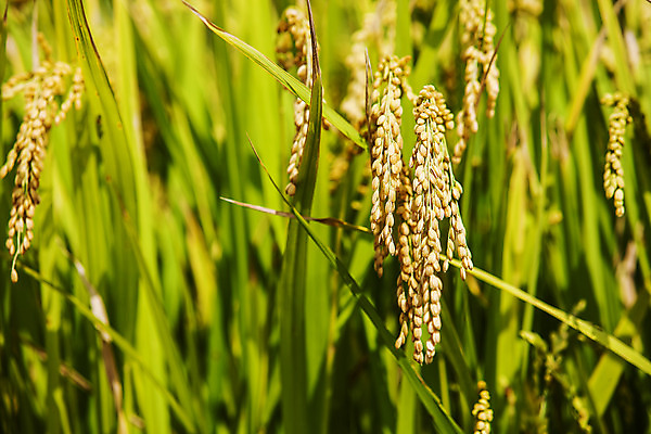 포토 JPG 주간 풍경 사람없음 야외 벼 전라남도 남해 국내포토 자연요소 바다 곡류 전라도 파일형식