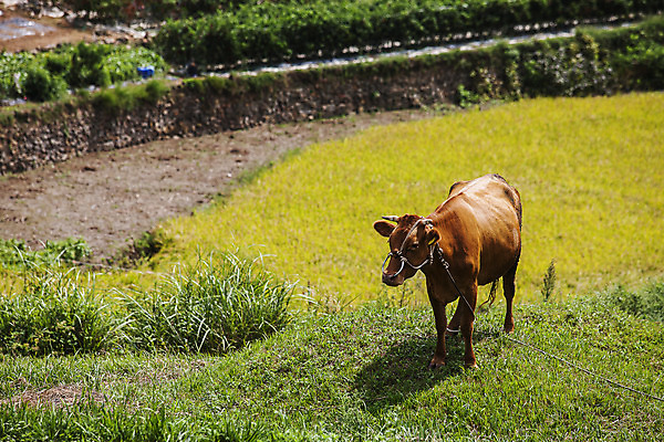 포토 JPG 주간 한마리 논 풍경 사람없음 야외 소 전라남도 남해 국내포토 자연요소 1 바다 농업 포유류 전라도 파일형식