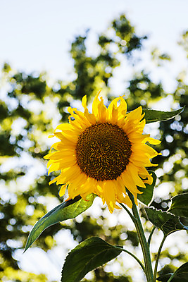 포토 JPG 주간 해바라기 풍경 사람없음 야외 아웃포커스 전라북도 남원 국내포토 자연요소 꽃 촬영기법 전라도 파일형식