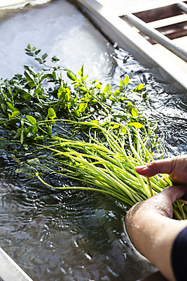 포토 JPG 손 실내 들기 신체부위 물 경상북도 청도 재료손질 미나리 국내포토 자연요소 채소 모션 사람 내부 경상도 손질 파일형식
