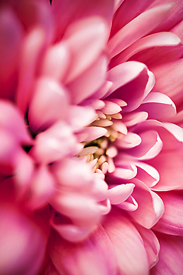 포토 JPG 해외이미지 꽃잎 꽃 근접촬영 사람없음 데이지 해외포토 식물 뷰포인트 파일형식