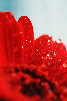 포토 JPG 해외이미지 꽃잎 꽃 근접촬영 사람없음 물방울 이슬 데이지 해외포토 식물 뷰포인트 파일형식