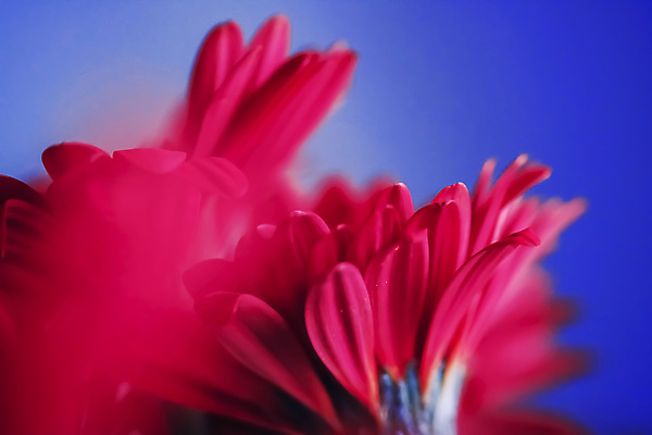 포토 JPG 해외이미지 꽃잎 꽃 근접촬영 사람없음 데이지 파란배경 해외포토 식물 뷰포인트 백그라운드 파란색 파일형식